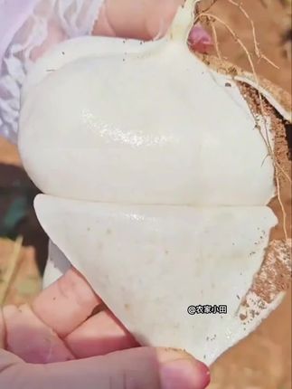 贵州高山地萝卜皮薄肉厚,脆甜多汁,直接当水果吃,也可以当蔬菜炒来吃#优质农产品 #抖音助农扶农