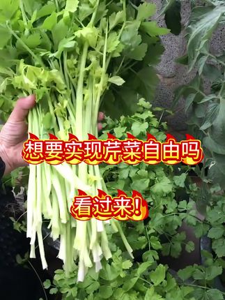 想要芹菜自由的家人们看过来哦#芹菜苗 #阳台种植