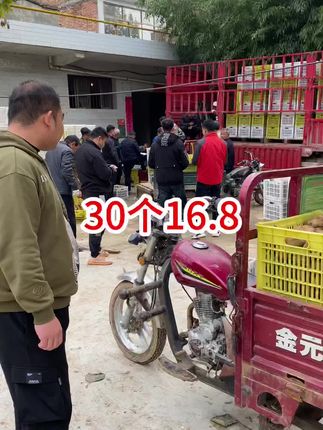 陕西徐香猕猴桃