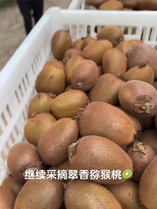 翠香猕猴桃🥝 百吃不厌是翠香 轻咬一口,汁液充沛 一口就上瘾,翠香最长情 🥝满满的维生素,满满的能量#优质农产品