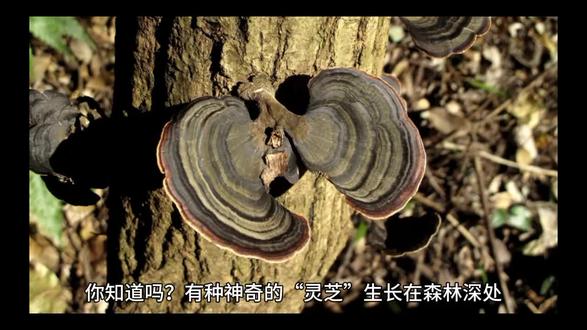 安泰水溶银杏叶精#药用植物 #知识科普