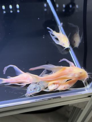 都要大鼠、你看这 “大”不“大”  8-9厘米得#鱼缸里的大自然 #养鱼日记 #养鱼人 #水族