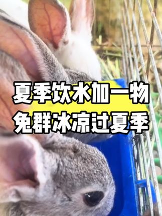 夏季饮水加一物,兔群冰凉过夏季#三农 #养兔 #科学养兔 #养兔人 #兔子