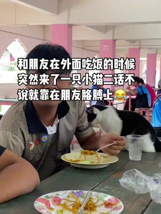 无论朋友怎么动小猫都不走😂#好歌分享官#歌曲刺桐叶