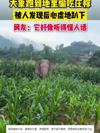 #偷吃