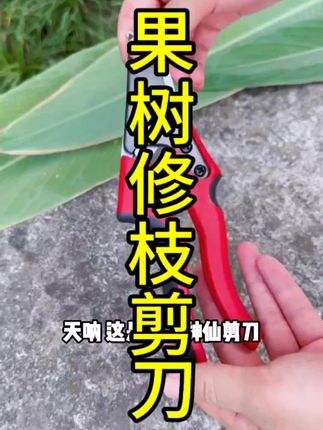 它不仅轻巧便捷,剪出的切口还平滑整齐,让你体验到如同理发般的愉悦感受。如果你喜欢养花种草,不妨入手一把试试看。#树枝专用剪刀 #修枝剪 #剪刀 #超便宜超划算 #果树修枝剪