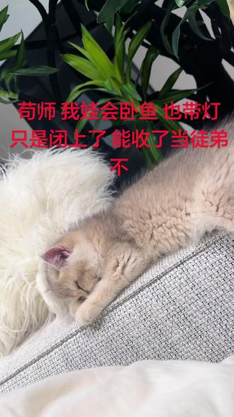 苟师 我娃会慢卧鱼 慢得卧倒就睡着了