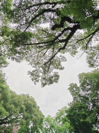 如果是和你一起看来自粤式沙面岛的爱心树呢~