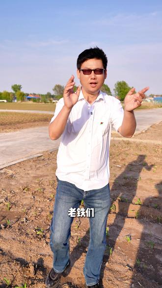 玉米紫苗就减产吗?? #玉米 #三农 #高产玉米种子 #玉米种植