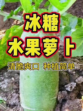 水果萝卜#好种好吃#家庭种植 #瓜果蔬菜