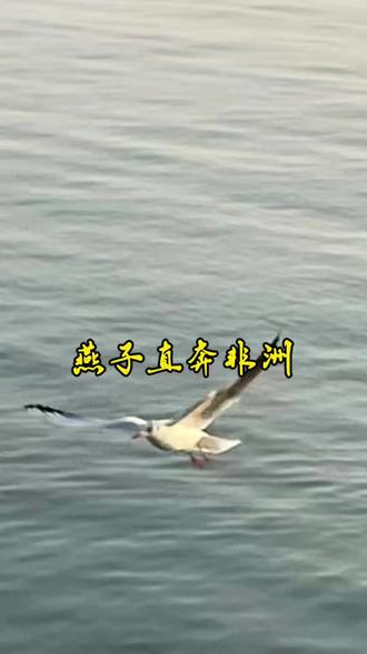 燕子直奔非洲去了#一般人不告诉他 #燕子