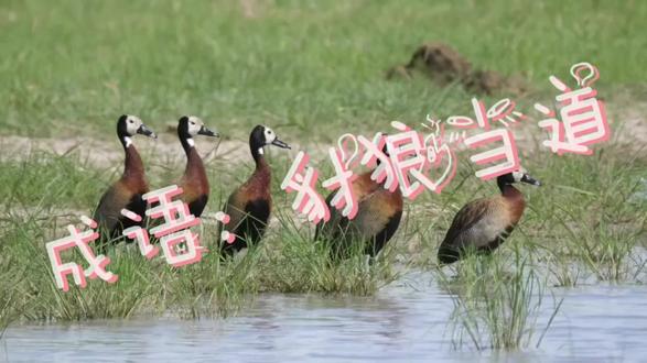 成语:豺狼当道。#成语故事 #每天学习一点点 #亲子成语游戏 #中华文化 #语文学习
