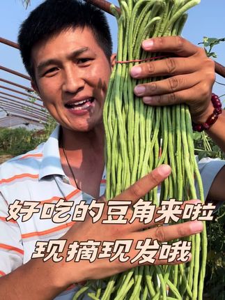 #新鲜采摘 #豆角 #嫩豆角#豇豆#酸豆角 所见即所得,地头现摘现发嫩豆角