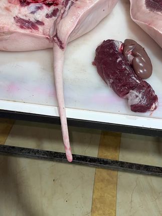 四年羊老猪520熟食喂养