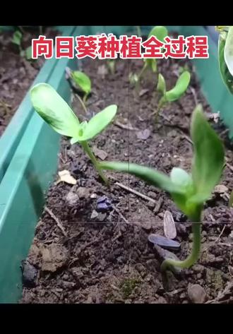 向日葵种植全过程 今天试试用了新科技制作视频#向日葵 #楼顶菜园