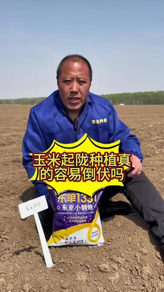 起陇种真的会倒伏吗