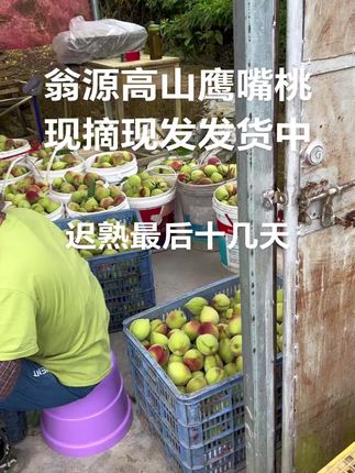 #新鲜采摘 #应季水果 #鹰嘴桃#翁源鹰嘴桃