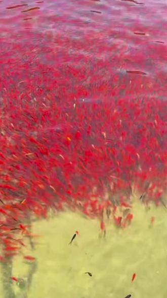 新手养鱼,草金首选。冬天冻不死。夏天热不死。#养鱼日记 #养鱼养心 #养鱼人 #养鱼经验分享 #养鱼日志