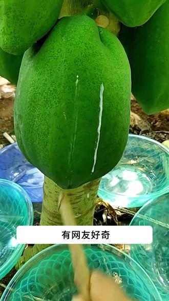 木瓜浆是啥?#科普 #涨知识