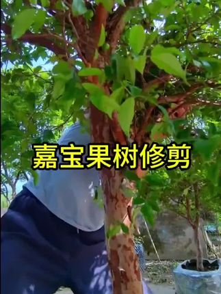 嘉宝果树修剪口诀要记住#嘉宝果树葡萄#嘉宝果专用有机肥