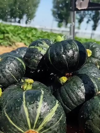 全家老少都爱吃的贝贝南瓜,粉粉糯糯的,真的太好吃了#贝贝南瓜 #软糯香甜 #快来一起尝个鲜