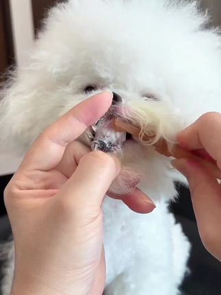 铲屎官也注重毛孩子的口腔清洁.不然到时候像我们出现问题就麻烦了.#萌宠好物 #狗狗刷牙 #新手养狗 #养狗经验分享 #宠物用品