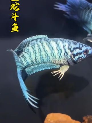 蓝蛇斗鱼号称中国观赏鱼的骄傲,丢鱼缸里就能活!#中国斗鱼 #观赏鱼 #养鱼#轻松养鱼 #养鱼人 @抖加🔥上热门🔥dou+🔥热点宝