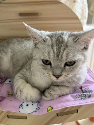 中医说要像小猫一样生活#治愈猫咪 #萌宠出道计划 #动物的迷惑行为