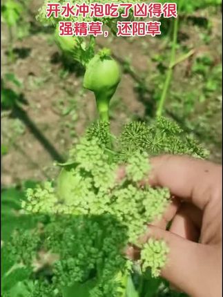 #种植 #强精草 #查尔酮 #还阳草 #神仙草 开水冲泡吃了凶得很,神仙草,强精草,还阳草