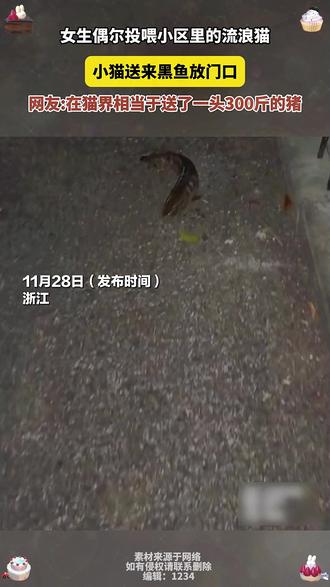 #女生偶尔投喂小区里的流浪猫
小猫送来黑鱼放门口
网友:在猫界相当于送了一头300斤的猪