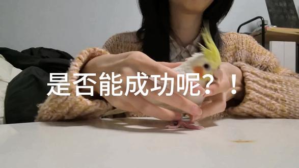 小鸡滑铲这么帅,我也来一个
#萌宠 #萌宠动物 #搞笑 #鹦鹉 #鹦鹉滑铲