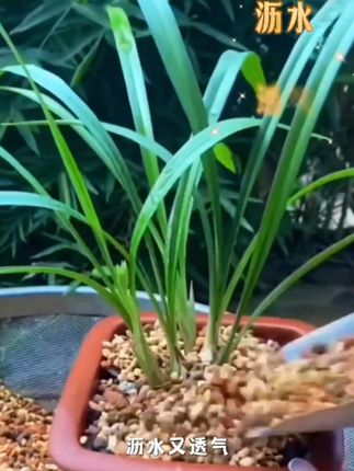 植金石原装进口兰花专用植料君子兰多肉颗粒铺面蝴蝶兰透气基质#植金石 #多肉颗粒铺面 #兰花植料 #君子兰 #植金石颗粒
