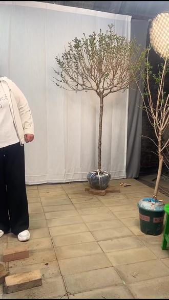 阳台庭院种什么?耐寒耐热的丁香花来啦!