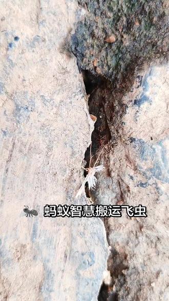 蚂蚁的智慧 #蚂蚁搬运 #蚂蚁搬运食物 #蚂蚁 #昆虫 #自然