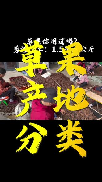 草果的产地:云南 越南 缅甸匀有种植,草果解油腻除腥膻味#草果 #草果的行情 #草果价格 #云南草果#草果供应商