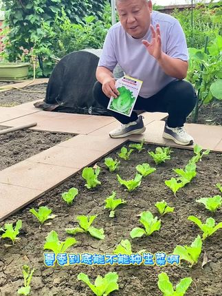 夏季高温,很多人不知道种什么菜,我推荐你种植这款意大利生菜#生菜#生菜种子#生菜种植#意大利生菜