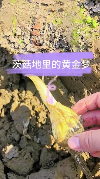 崇明茨菇地里藏黄金#真实生活分享计划 #优质农产品 #我的乡村生活 #茨菇 #崇明 @上海崇明