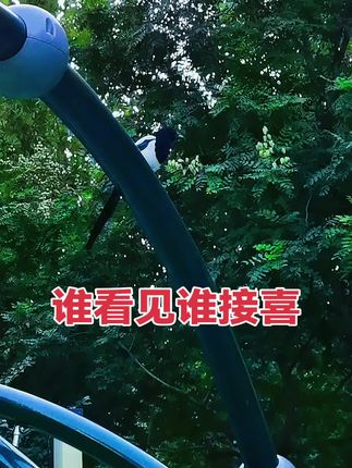 #户外随拍#喜鹊报喜好事连连 #喜鹊