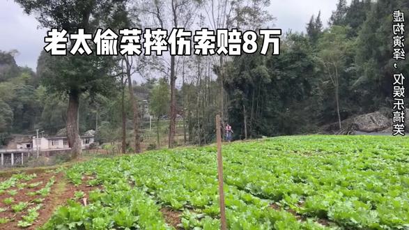 老太太偷菜摔伤索赔8万
