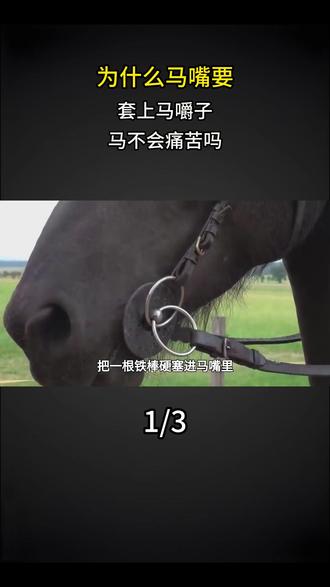 为什么马嘴要套上马嚼子?马不会痛苦吗? #科普