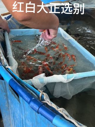 红白大正 #红白大正#锦鲤