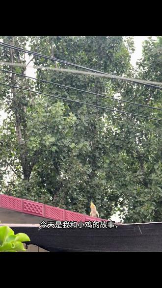 记录“小鸡”的成长日记📝#鹦鹉 #鹦鹉日常 #会唱歌的鹦鹉 #鹦鹉鹦鹉萌萌哒逗鹦鹉 #玄凤鹦鹉