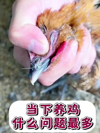 #养鸡人 #养鸡#三农
