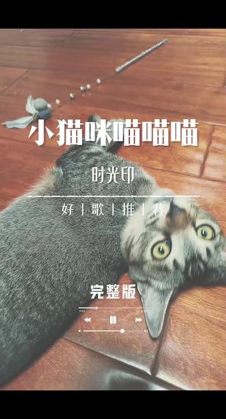 小猫咪喵喵喵,完整版#狸花猫 #原创歌曲