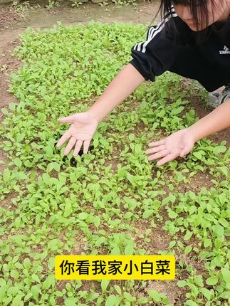 自己种菜吃推荐用#羊粪有机肥 羊粪温和持久不烧根苗,是非常好的有机肥,养花种菜都好用。#发酵纯羊粪 #羊粪 #种菜 #蔬菜种植