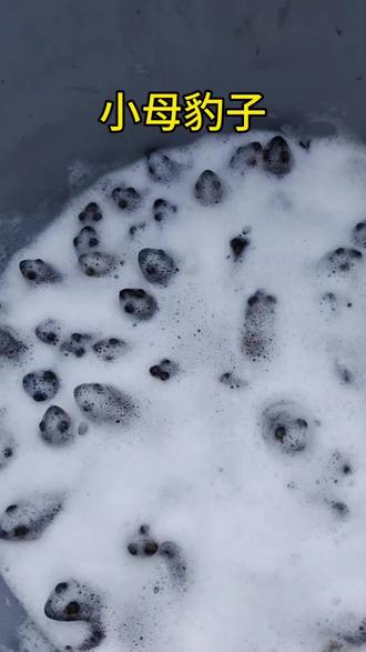 特价母豹子就今天一张