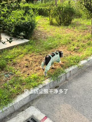 穿上四脚裤,你就是最干净的小狗啦#我和我的狗 #宠物衣服 #萌宠好物 #雪纳瑞
