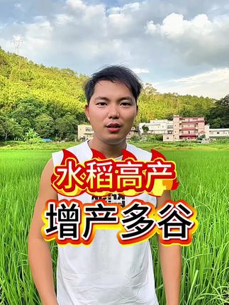 水稻高产有秘诀#稻黄金 #上热门🔥 #三农 #粤语 #种植 @抖音小助手 @上热门话题🔥🔥🔥🔥
