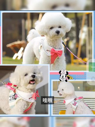 米奇系列夏季外出衣套装小型狗狗胸背狗狗牵引绳猫咪牵引绳#好用 #上新