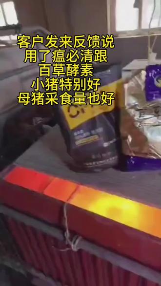 客户发来反馈说,自从用了欧普的瘟必清跟百草酵素,小猪均匀度也好,母猪采食量也好#所有养猪人 #2023新农人计划 #养猪人加油干 #养猪人不容易